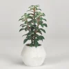 Succulents In White Ceramic Planter-Kirkland's Home Store