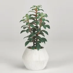 Succulents In White Ceramic Planter-Kirkland's Home Store