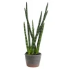 Tiger Tail Succulent In Distressed Planter-Kirkland's Home Flash Sale