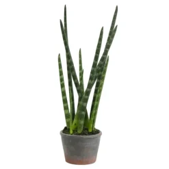 Tiger Tail Succulent In Distressed Planter-Kirkland's Home Flash Sale
