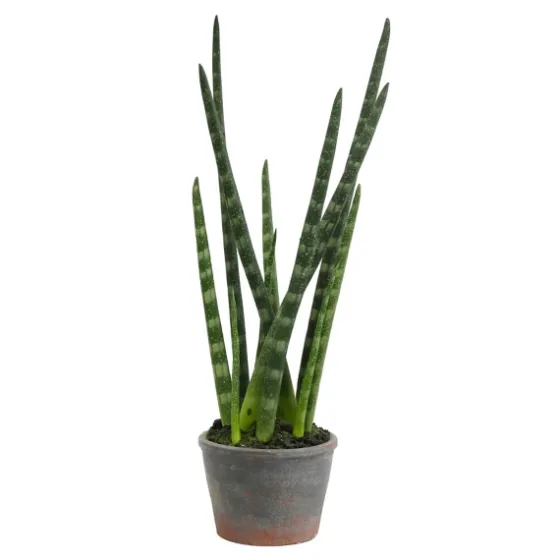 Tiger Tail Succulent In Distressed Planter-Kirkland's Home Flash Sale