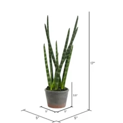 Tiger Tail Succulent In Distressed Planter-Kirkland's Home Flash Sale