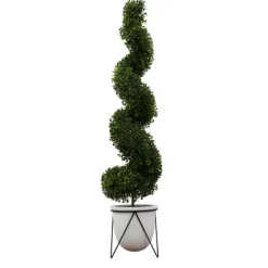 Twisted Boxwood Topiary In White Pot-Kirkland's Home Discount