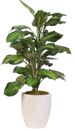 Variegated Hosta Plant In Textured Planter-Kirkland's Home Discount