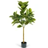 Variegated Rubber Tree In Black Pot, 4 Ft.-Kirkland's Home Shop