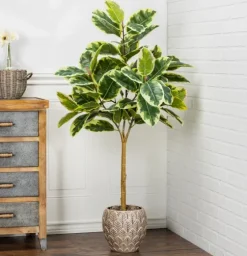 Variegated Rubber Tree In Black Pot, 4 Ft.-Kirkland's Home Shop