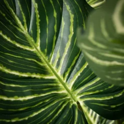 Veined Zebra Palm Potted Plant-Kirkland's Home Outlet