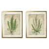 Vintage Green Ferns Framed Art Prints, Set Of 2-Kirkland's Home Outlet