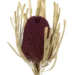 Violet Dried Jumbo Banksia Stems, Set Of 3-Kirkland's Home Best Sale