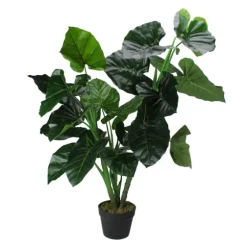 Wide Leaf Taro Plant With Moss-Kirkland's Home Flash Sale