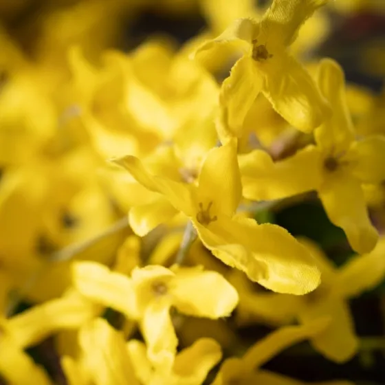 Yellow Blooming Forsythia Twig Wreath-Kirkland's Home Store